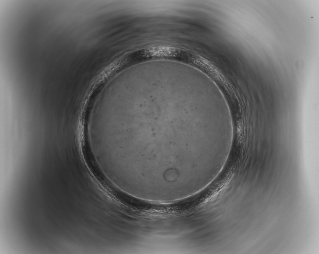 X0000096480725200801241444