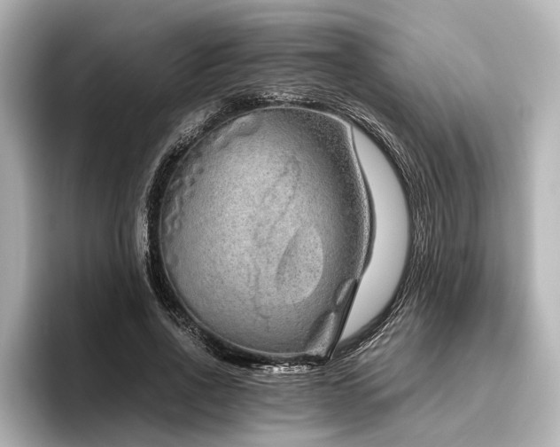 X0000096480734200801241444