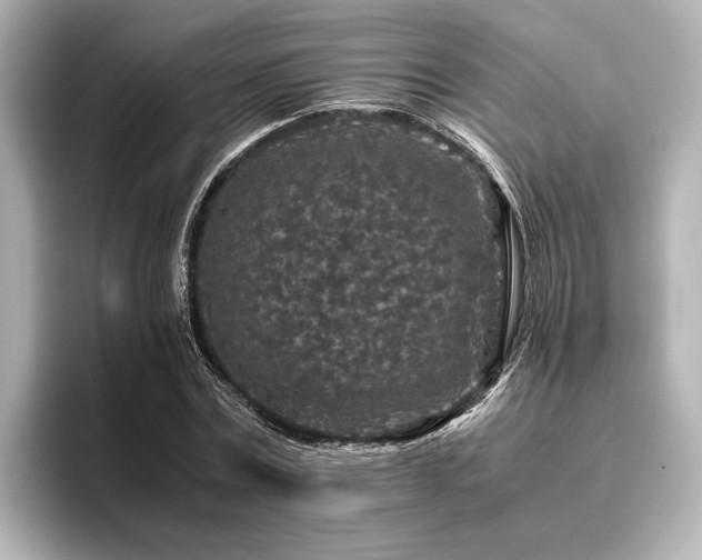 X0000096480779200801241443