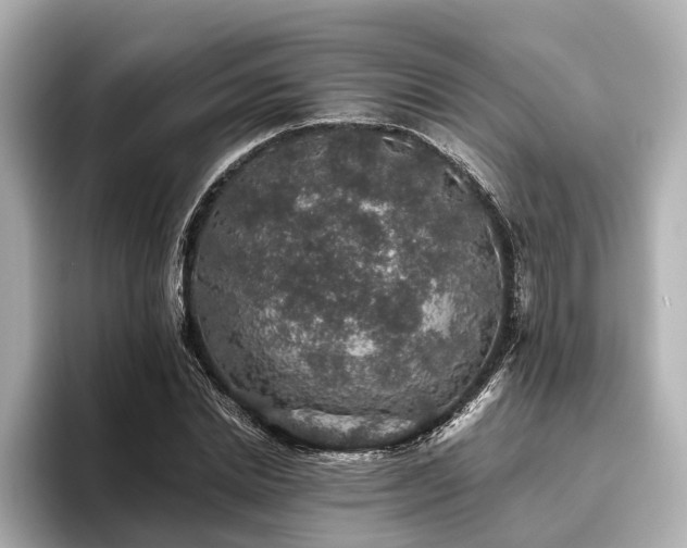 X0000096480830200801241442