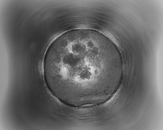 X0000096480839200801241443