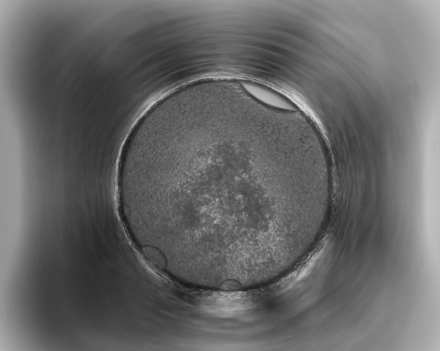 X0000096480845200801241443