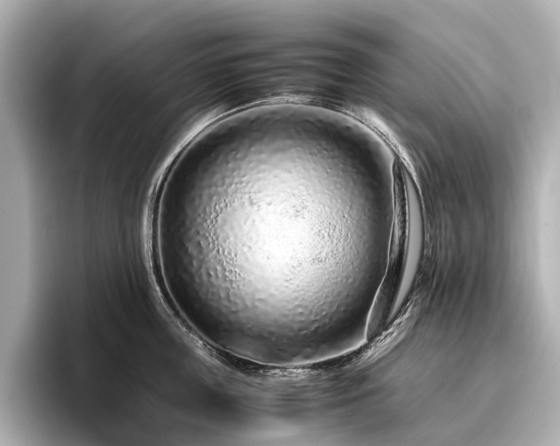 X0000096480859200801241443