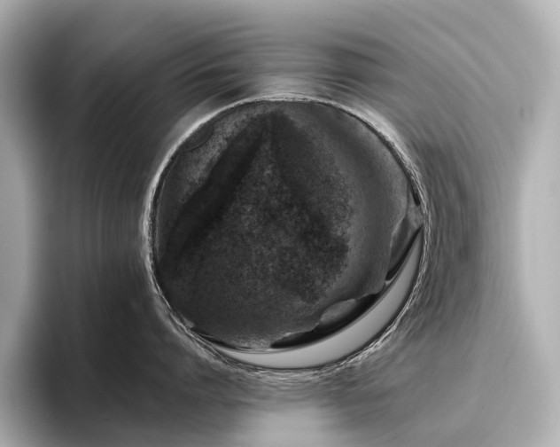 X0000096480864200801241443