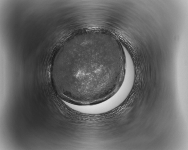 X0000096480868200801241442