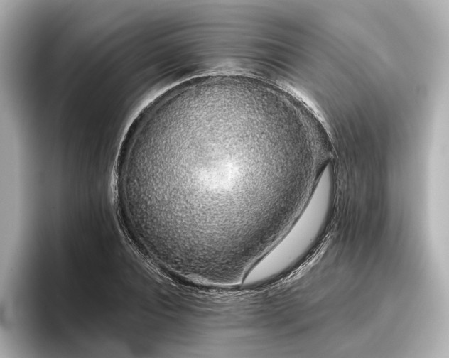 X0000096480928200801241441