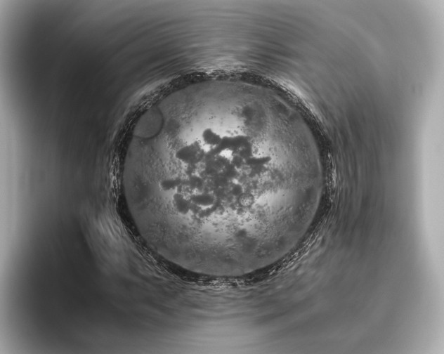 X0000096481063200801241440