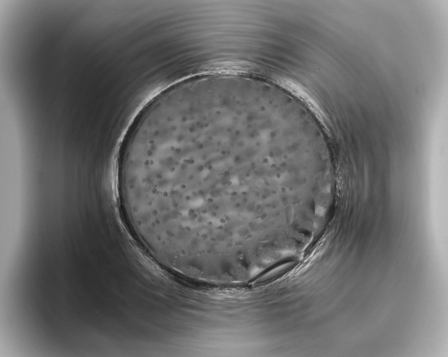 X0000096481083200801241439