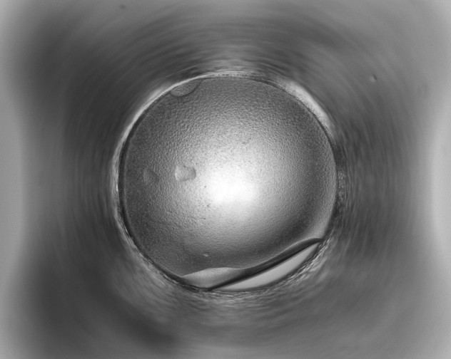 X0000096481099200801241439