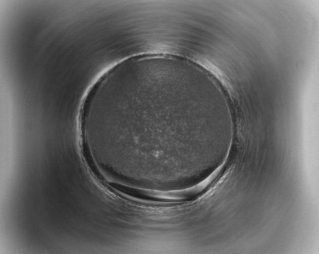 X0000096481120200801241439