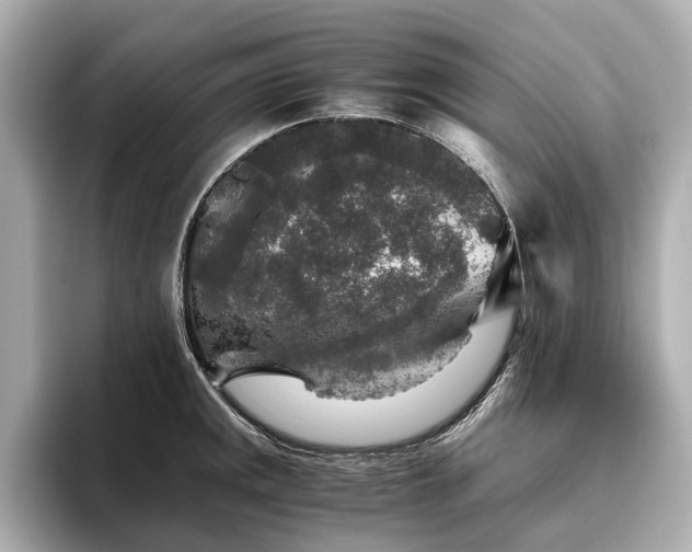 X0000096481141200801241439