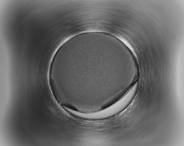 X0000096481197200801241438