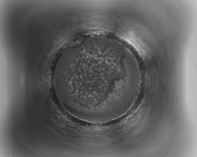 X0000096481399200801241435