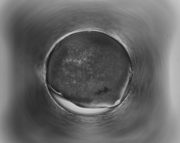 X0000096481508200801241434