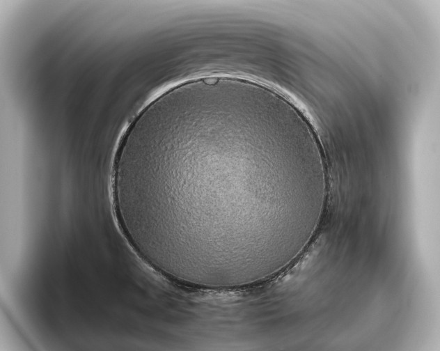 X0000096481525200801241434