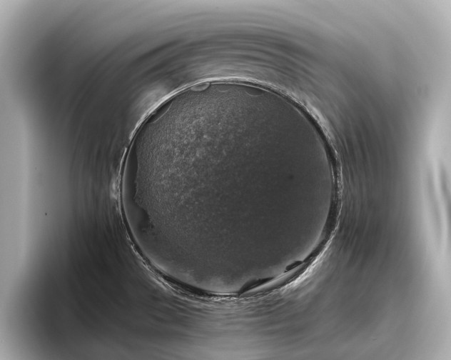 X0000096481529200801241434