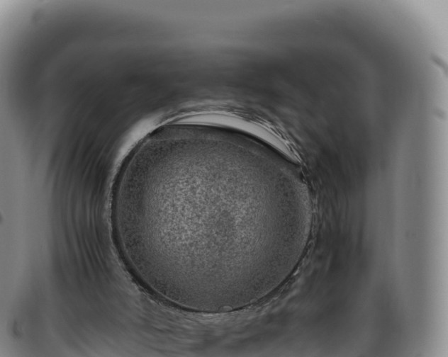 X0000096480006200801311606