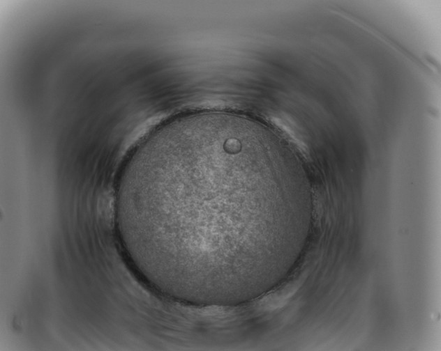 X0000096480016200801311606