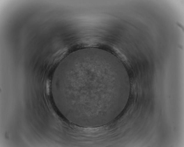 X0000096480026200801311606