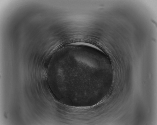 X0000096480048200801311606