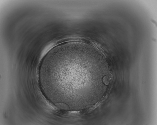 X0000096480053200801311605