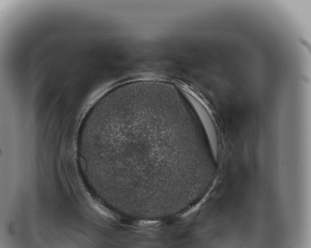 X0000096480055200801311605