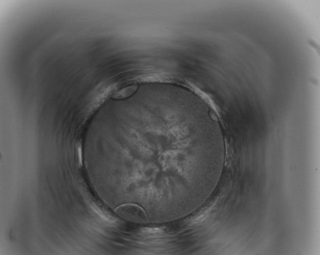 X0000096480061200801311605