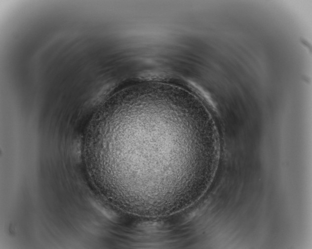 X0000096480065200801311605