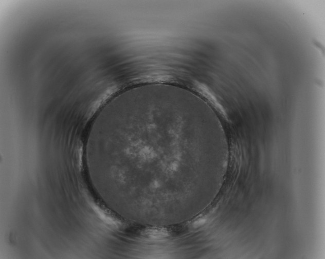 X0000096480110200801311605