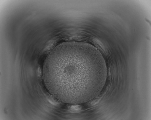 X0000096480173200801311604