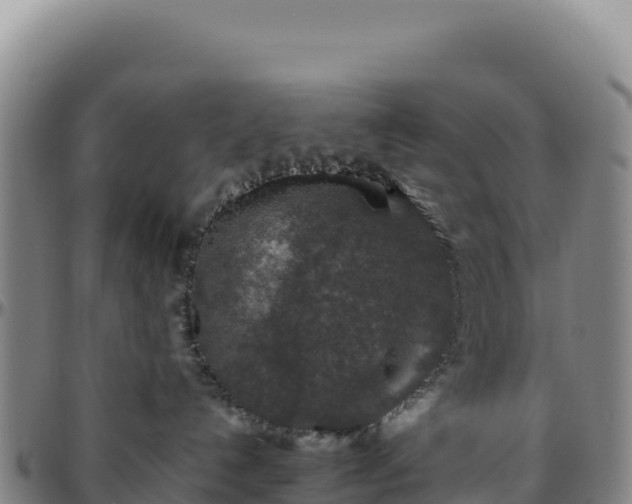 X0000096480192200801311604