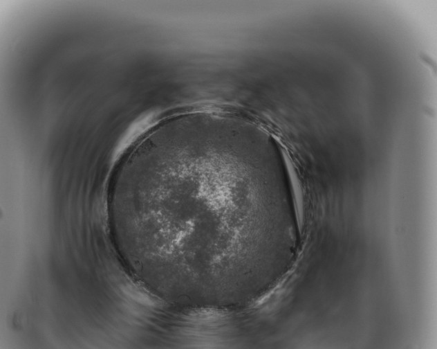 X0000096480198200801311603