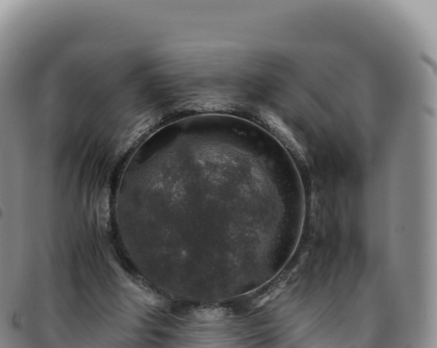 X0000096480202200801311603