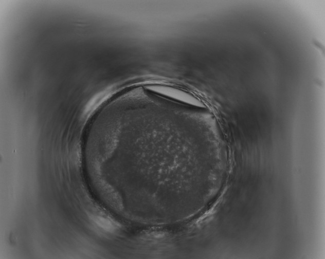 X0000096480247200801311602