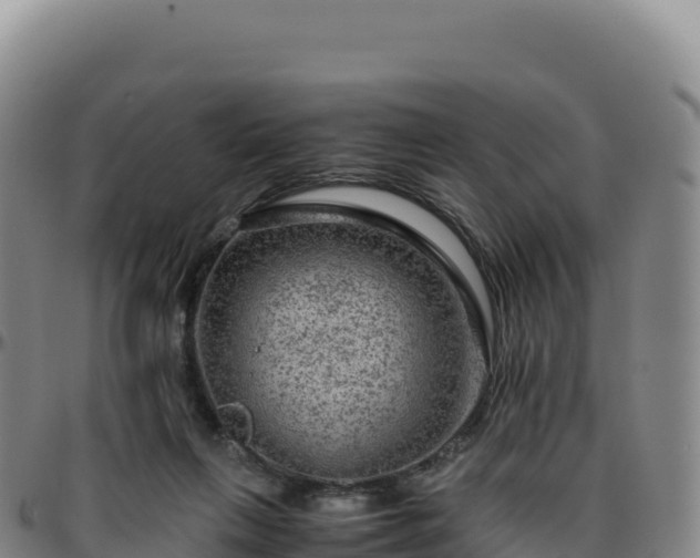 X0000096480263200801311602