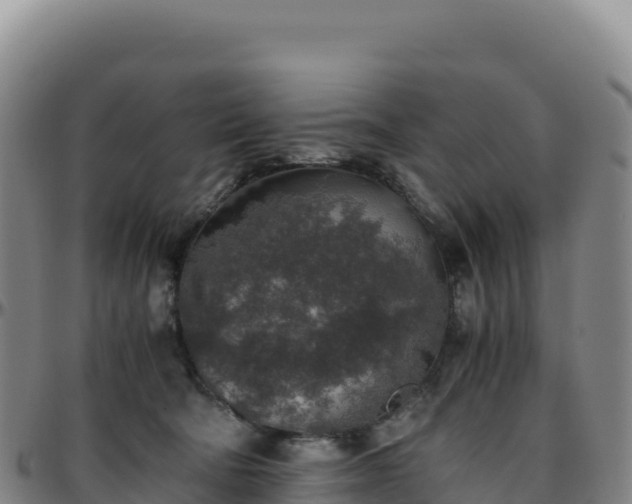 X0000096480322200801311602