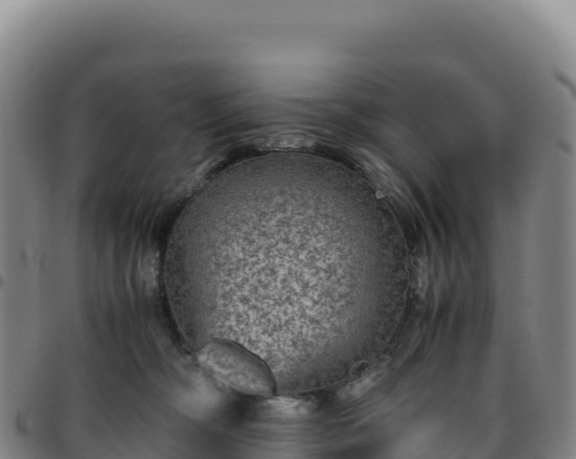 X0000096480326200801311601