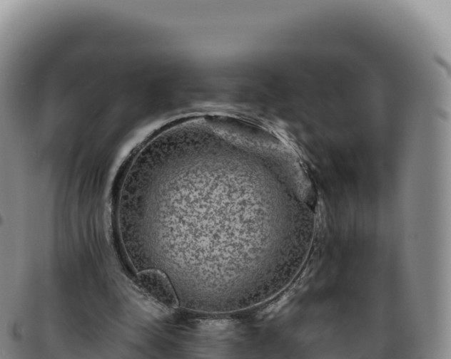 X0000096480342200801311601