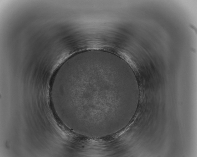 X0000096480346200801311601