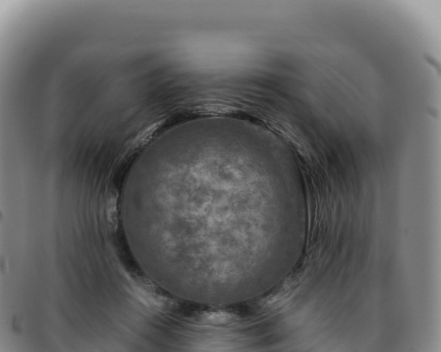 X0000096480360200801311601