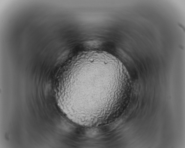 X0000096480377200801311601