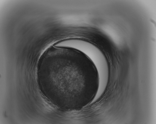 X0000096480387200801311600