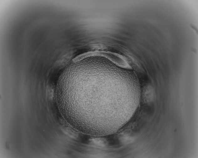 X0000096480417200801311600