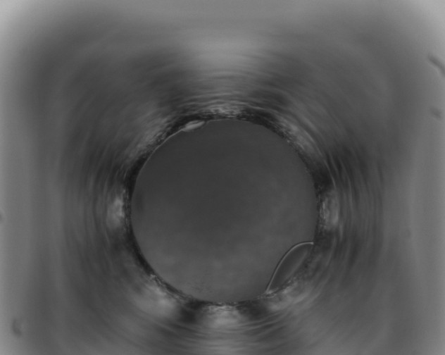 X0000096480424200801311600