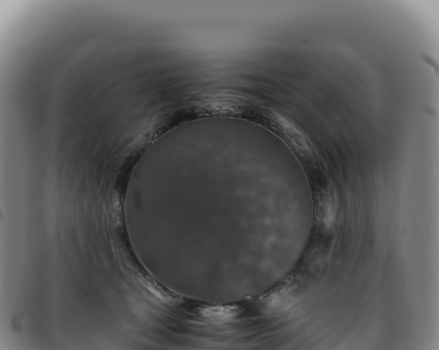 X0000096480465200801311600