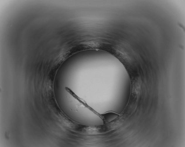 X0000096480518200801311559