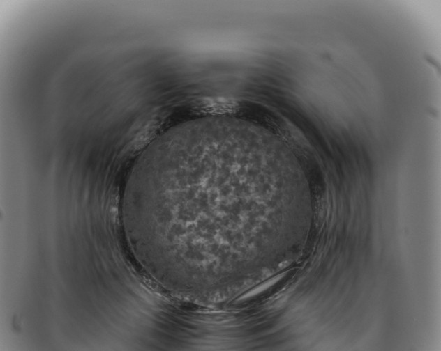 X0000096480553200801311558