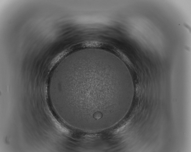 X0000096480725200801311555