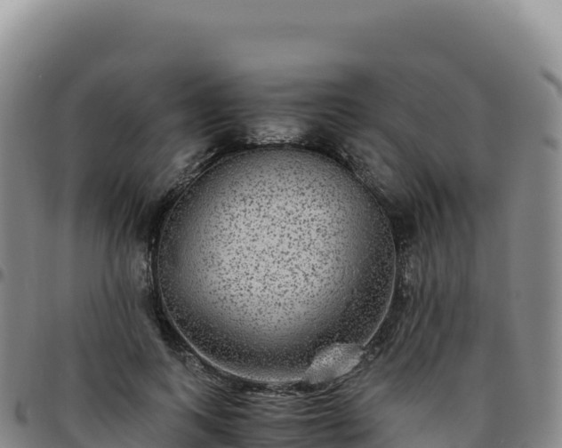 X0000096480743200801311556