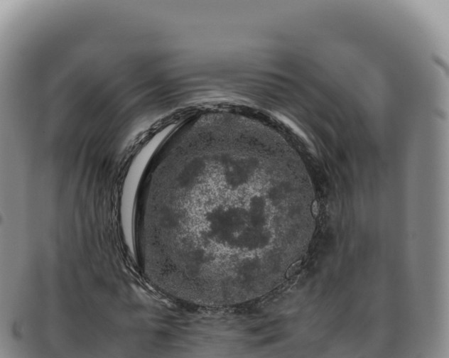 X0000096480775200801311555